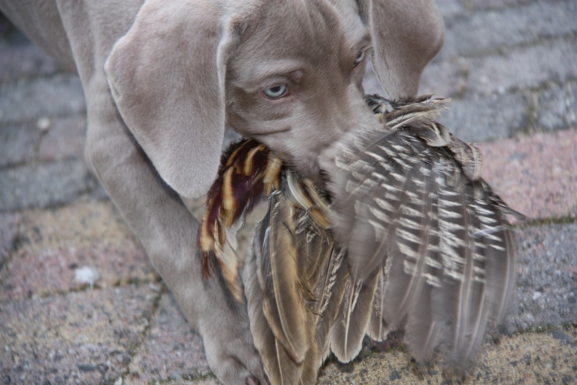 pup fazant