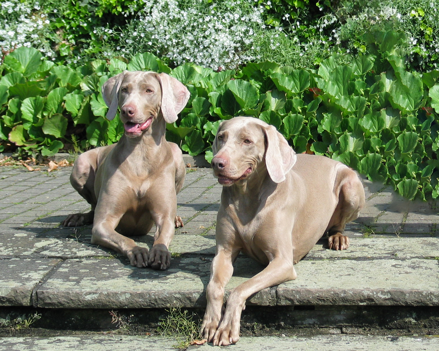 IMG_0024 – 2 Nova & Kyra