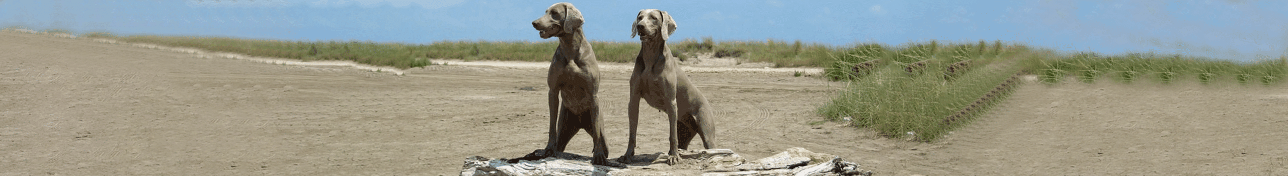 Weimaraners Of Kyrandors Home
